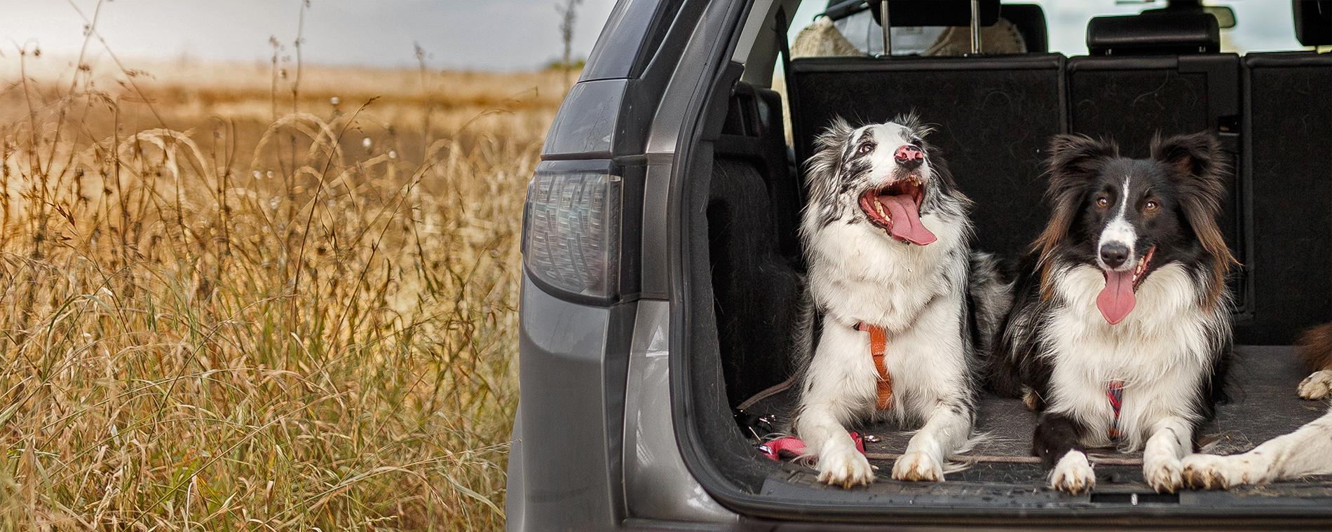 Two dogs in the back of an SUV with the door open